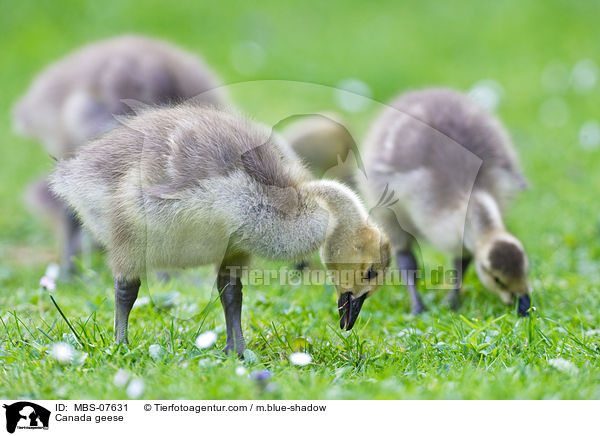 Kanadagnse / Canada geese / MBS-07631