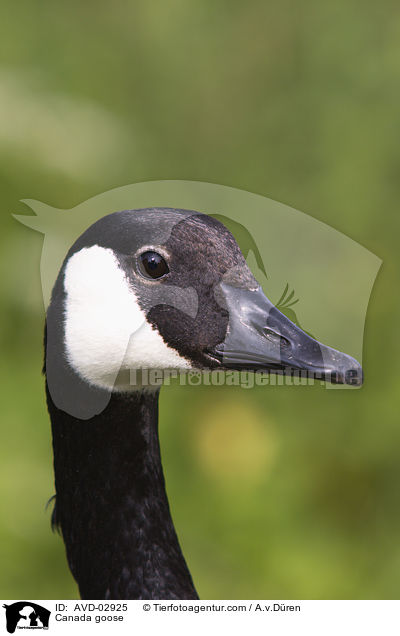 Kanadagans / Canada goose / AVD-02925