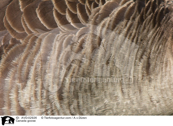 Kanadagans / Canada goose / AVD-02926