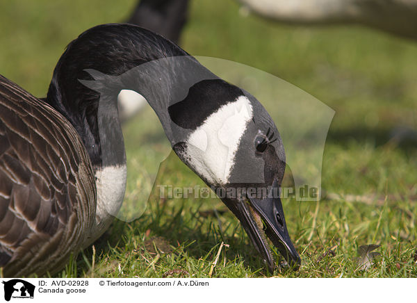 Kanadagans / Canada goose / AVD-02928