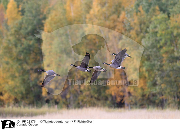 Kanadagnse / Canada Geese / FF-02376