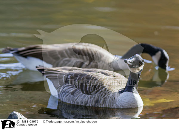 Kanadagnse / Canada geese / MBS-08672