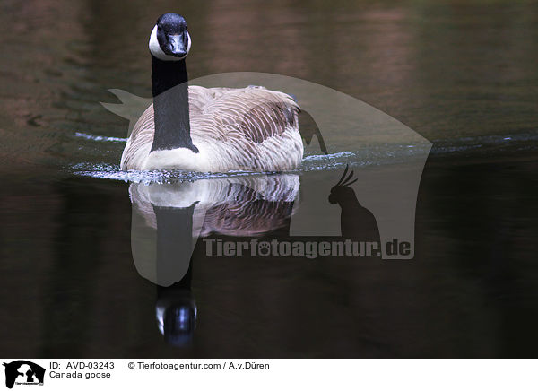 Canada goose / AVD-03243