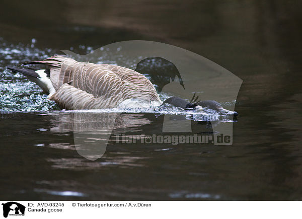 Canada goose / AVD-03245