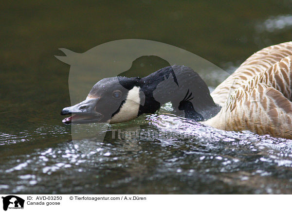 Canada goose / AVD-03250