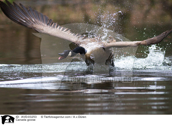 Kanadagans / Canada goose / AVD-03253