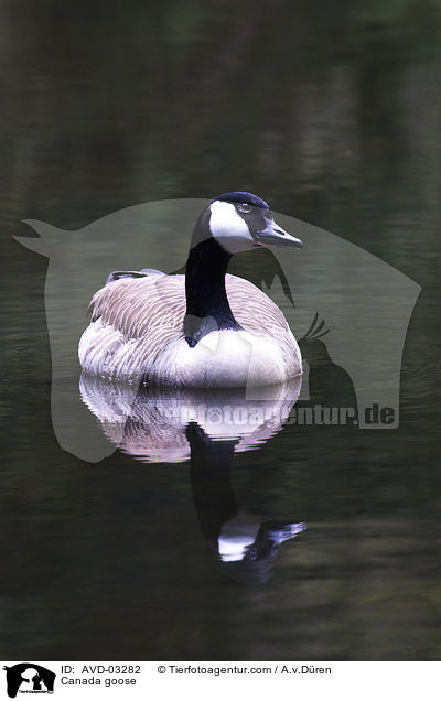 Canada goose / AVD-03282