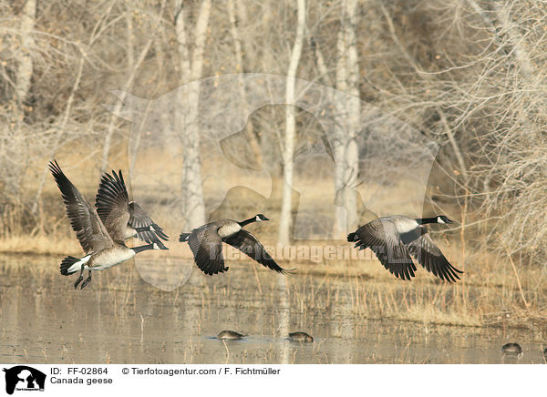 Kanadagnse / Canada geese / FF-02864