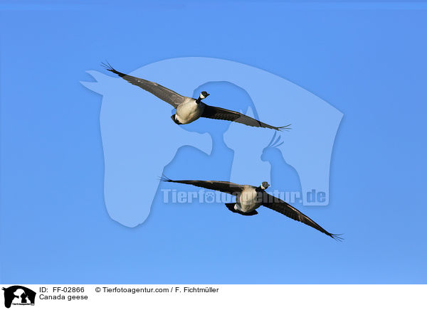 Kanadagnse / Canada geese / FF-02866