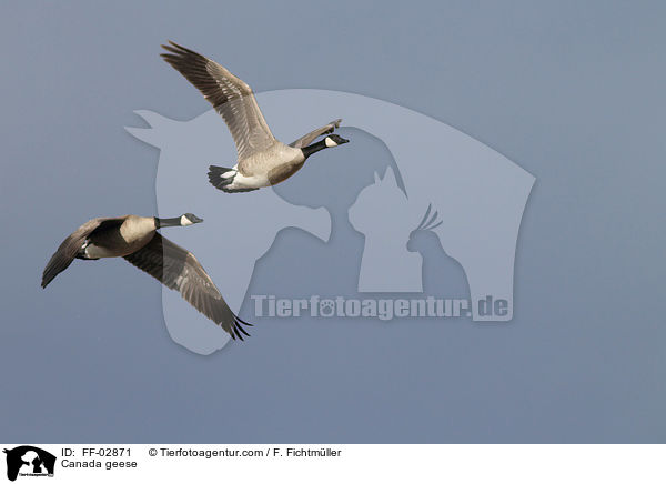 Kanadagnse / Canada geese / FF-02871