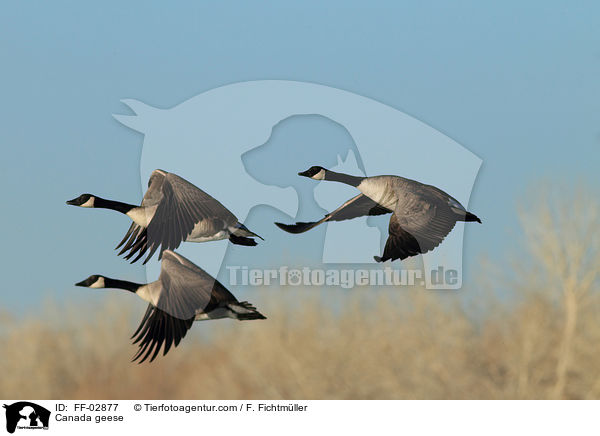 Kanadagnse / Canada geese / FF-02877