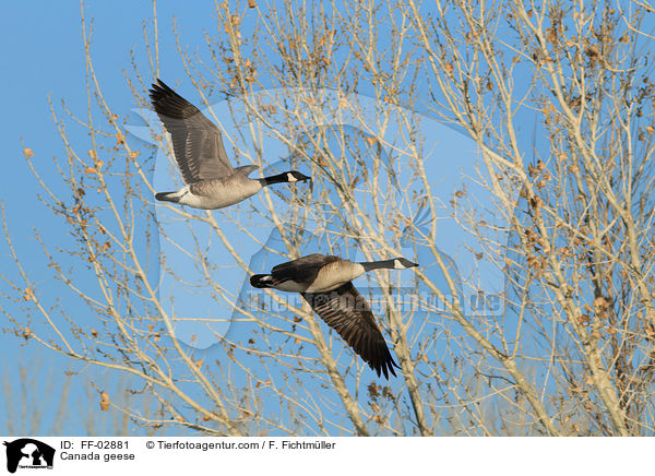 Kanadagnse / Canada geese / FF-02881