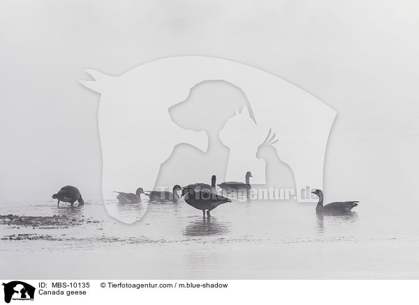 Kanadagnse / Canada geese / MBS-10135
