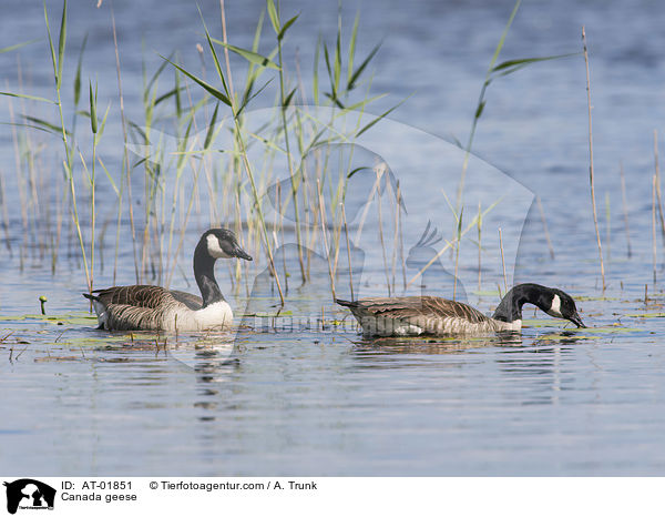 Canada geese / AT-01851