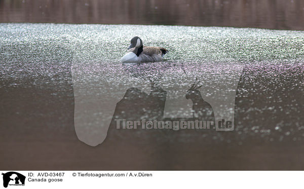 Canada goose / AVD-03467