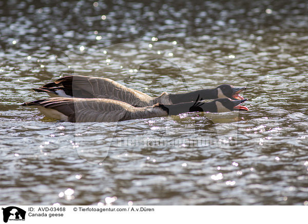 Canada geese / AVD-03468
