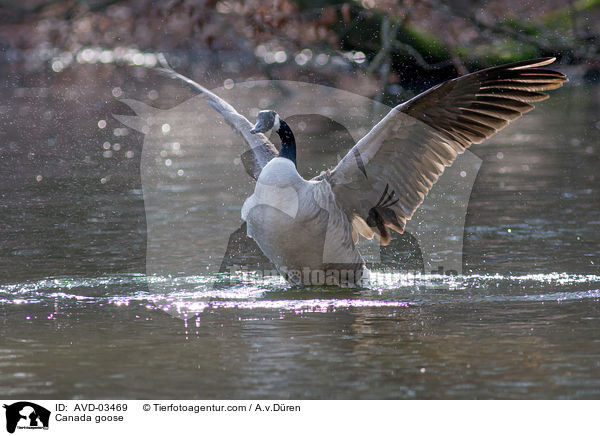 Canada goose / AVD-03469