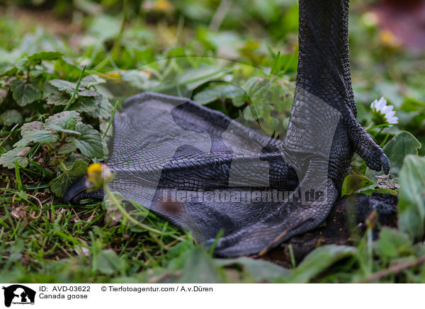 Canada goose / AVD-03622