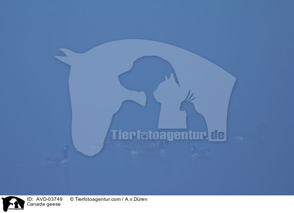 Canada geese / AVD-03749