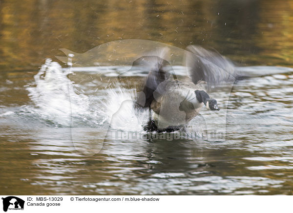 Kanadagans / Canada goose / MBS-13029