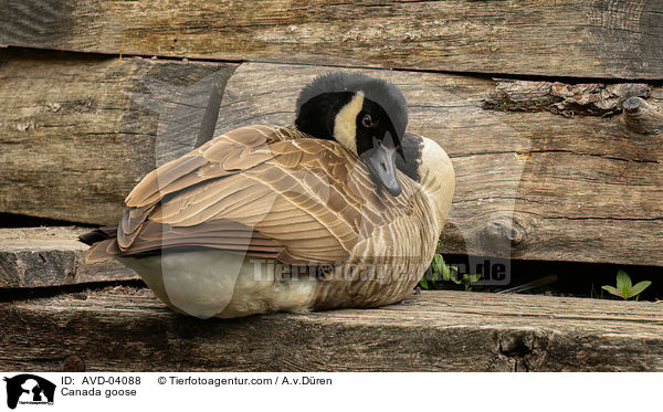 Kanadagans / Canada goose / AVD-04088