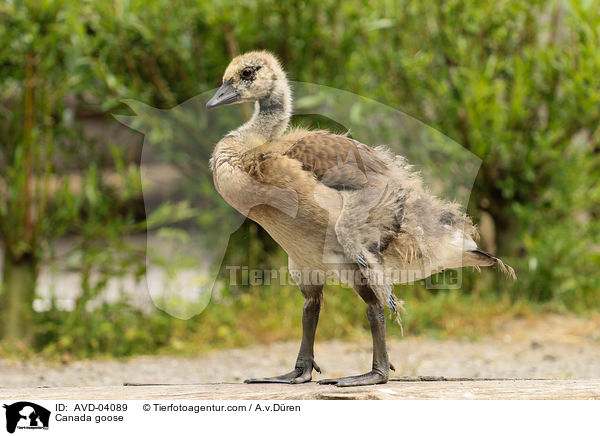 Kanadagans / Canada goose / AVD-04089
