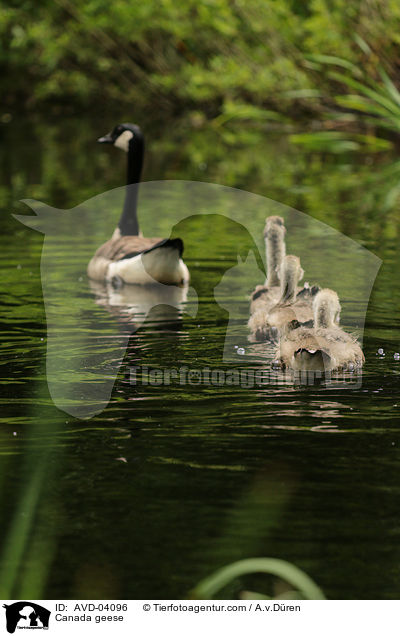 Canada geese / AVD-04096