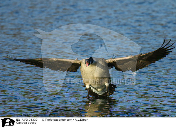 Kanadagans / Canada goose / AVD-04339