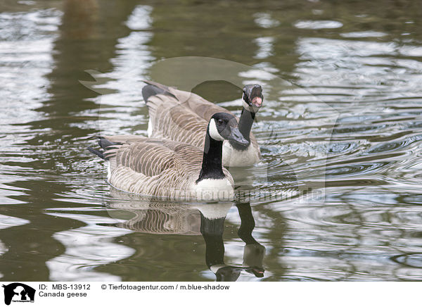 Canada geese / MBS-13912