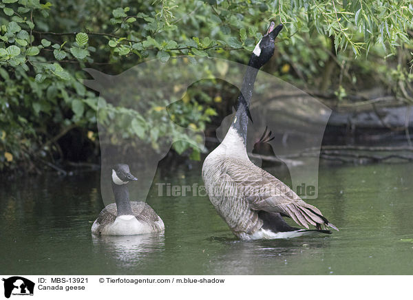 Kanadagnse / Canada geese / MBS-13921