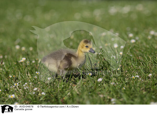 Kanadagans / Canada goose / AVD-04678