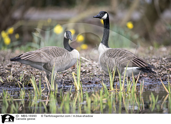 Canada geese / MBS-16990