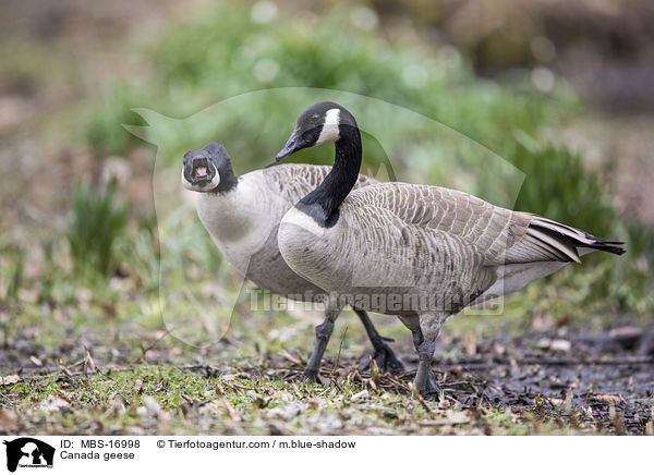 Canada geese / MBS-16998