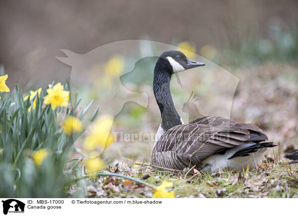 Canada goose / MBS-17000