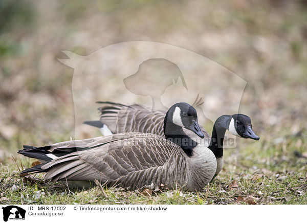 Canada geese / MBS-17002