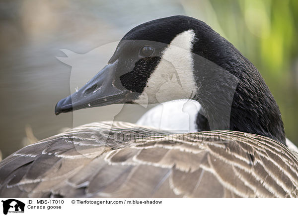 Canada goose / MBS-17010