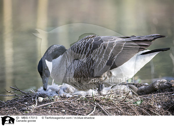Kanadagans / Canada goose / MBS-17013