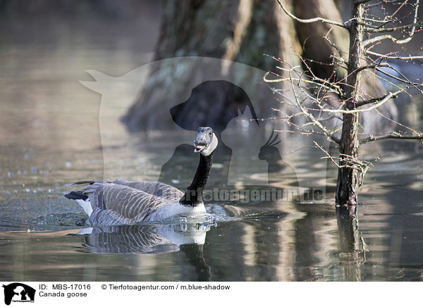 Canada goose / MBS-17016