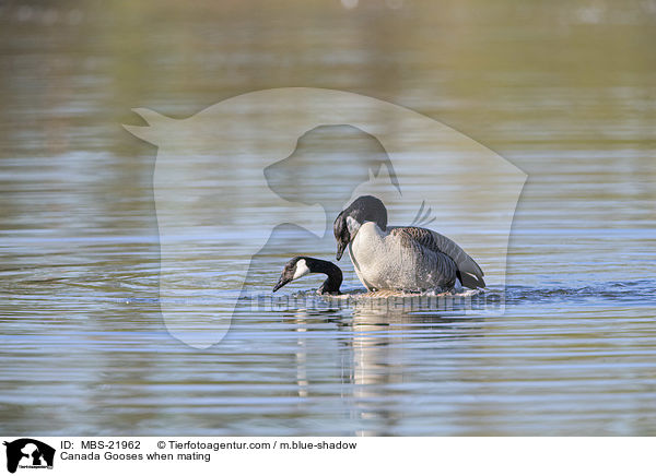 Kanadagnse bei der Paarung / Canada Gooses when mating / MBS-21962