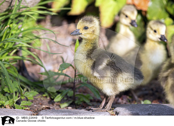 Kanadaganskken / Canada Goose chicks / MBS-22649