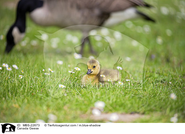 Kanadagans / Canada Geese / MBS-22673