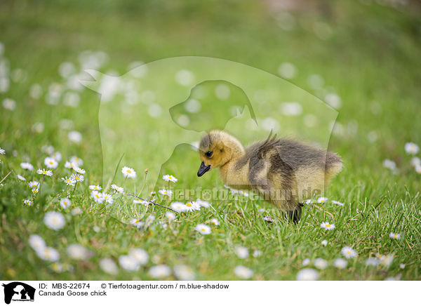 Kanadaganskken / Canada Goose chick / MBS-22674