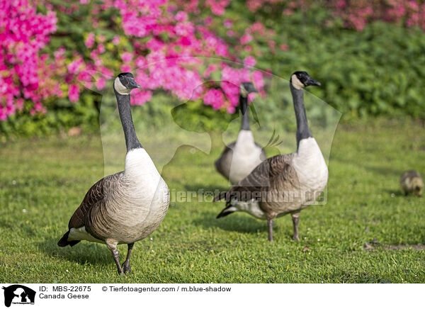Kanadagans / Canada Geese / MBS-22675