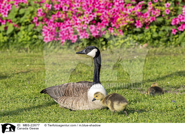 Kanadagans / Canada Geese / MBS-22677
