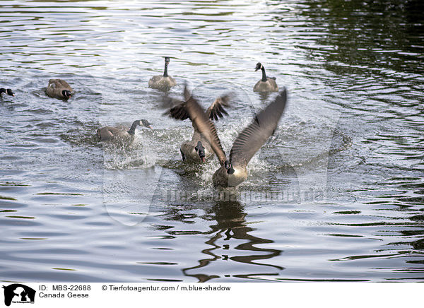 Kanadagans / Canada Geese / MBS-22688