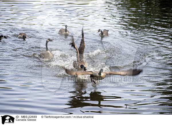 Kanadagans / Canada Geese / MBS-22689
