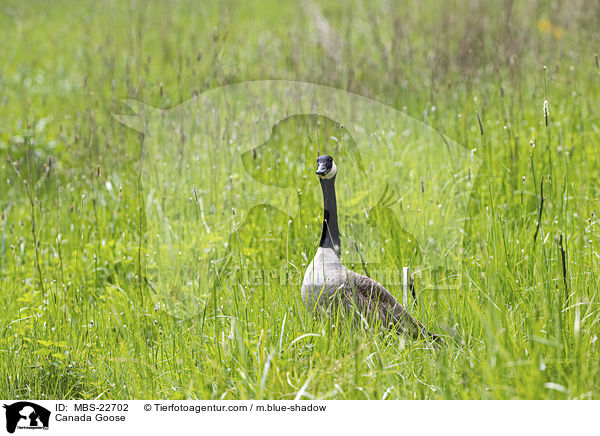 Kanadagans / Canada Goose / MBS-22702