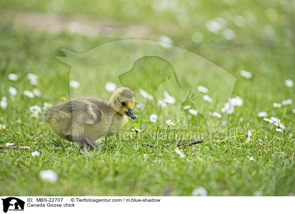 Kanadaganskken / Canada Goose chick / MBS-22707