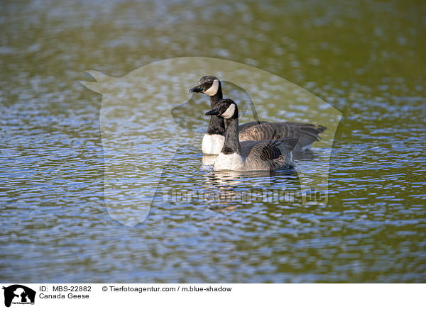 Kanadagans / Canada Geese / MBS-22882
