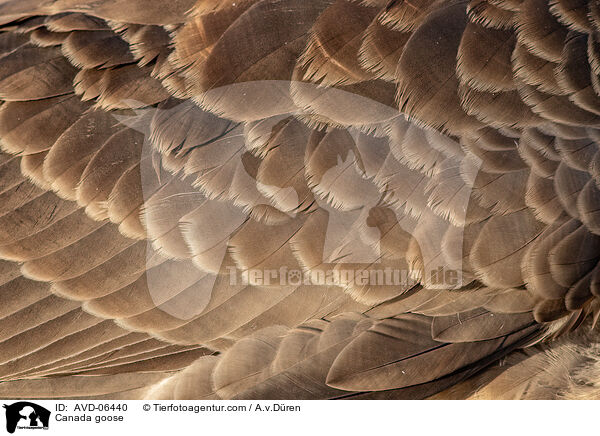 Kanadagans / Canada goose / AVD-06440
